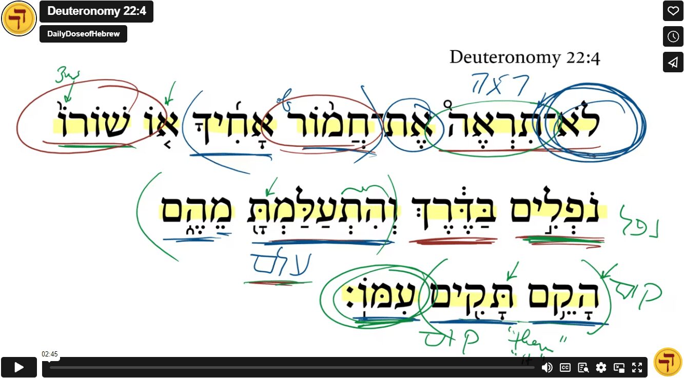 Deuteronomy 22:4