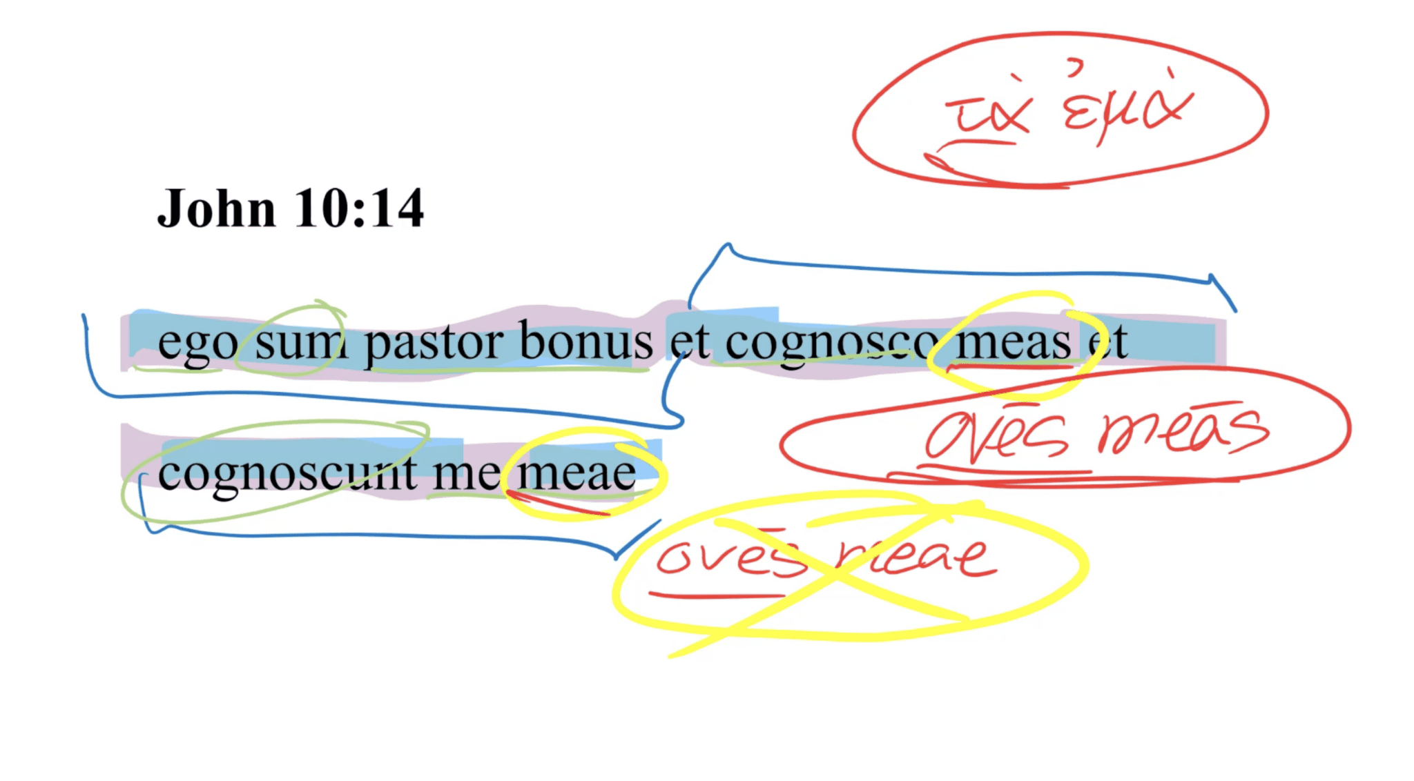 John 10:14 Latin Vulgate