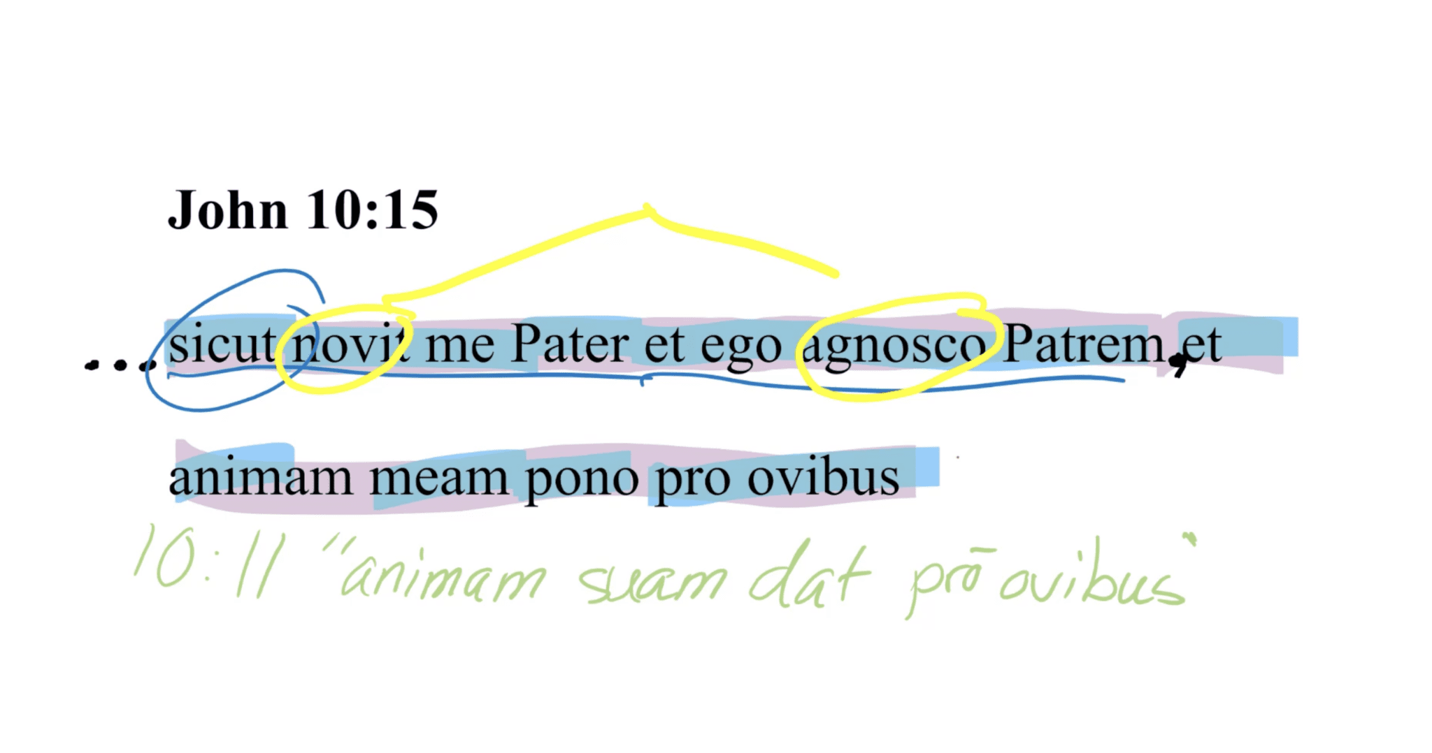 John 10:15 Latin Vulgate