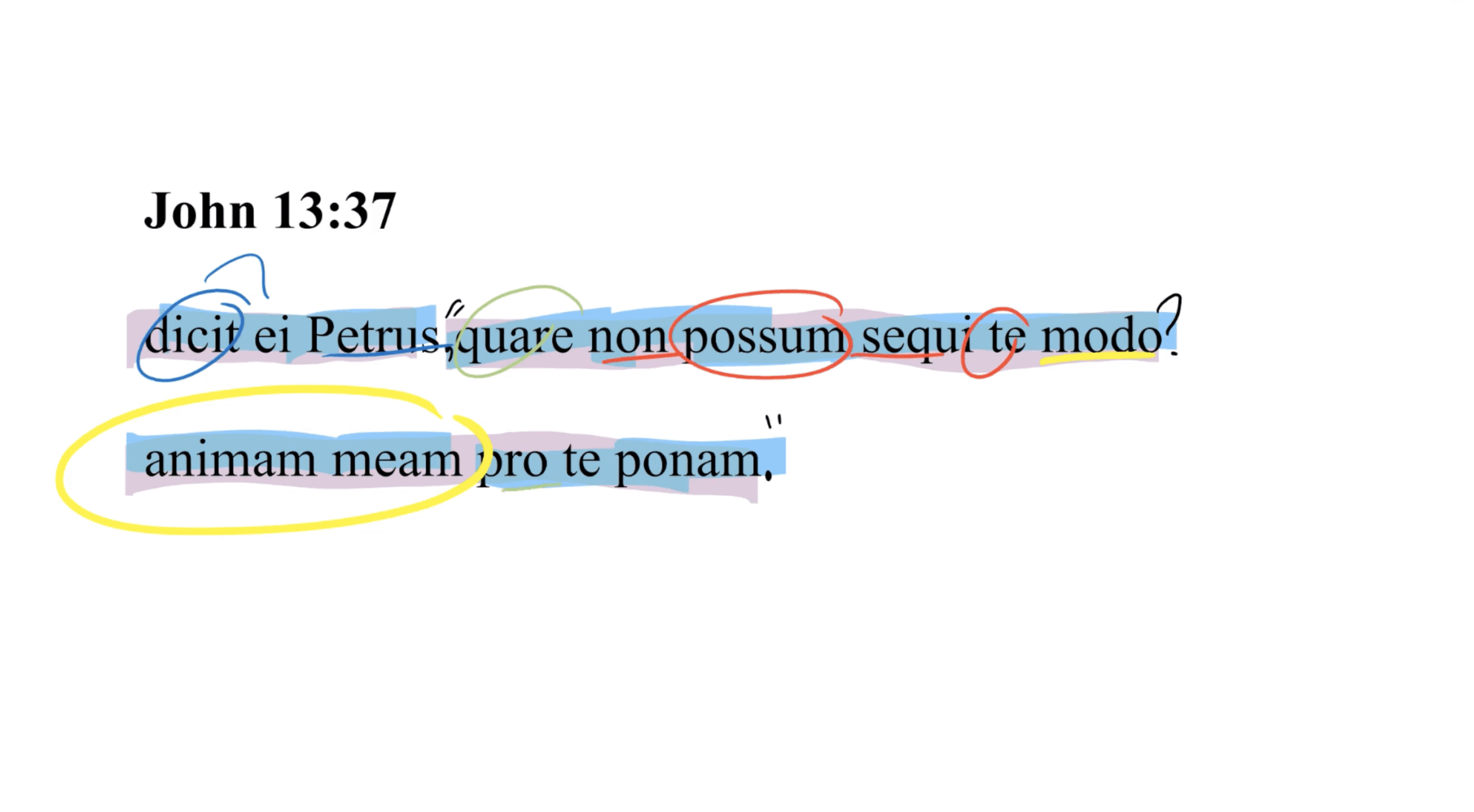 John 13:37 Latin Vulgate
