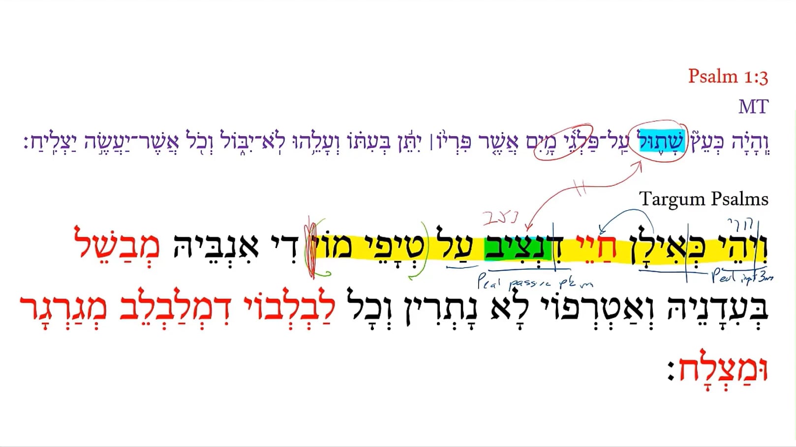 Targum Psalm 1:3a